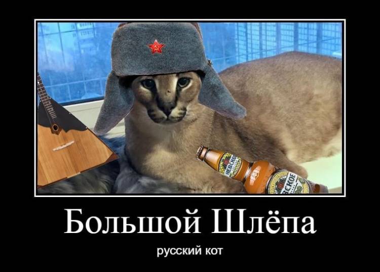 Мемы про шлепу русского кота 