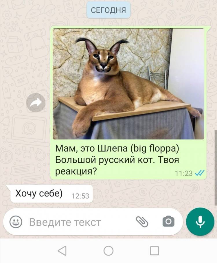 Мемы про шлепу русского кота 