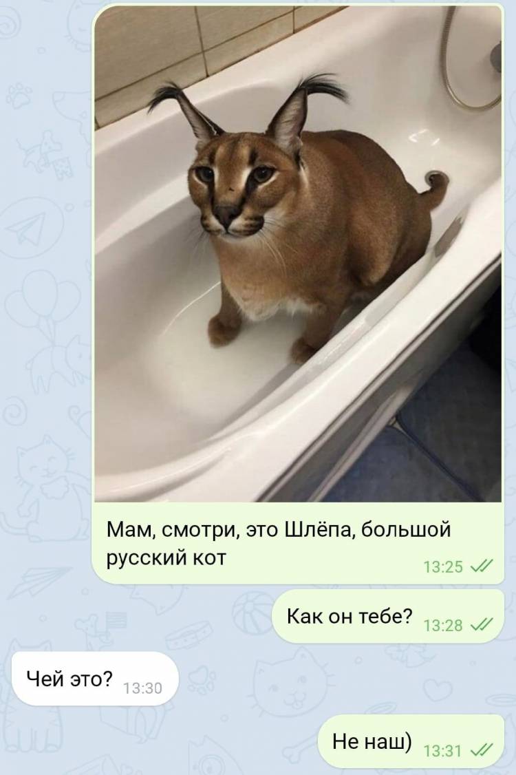 Мемы про шлепу русского кота 