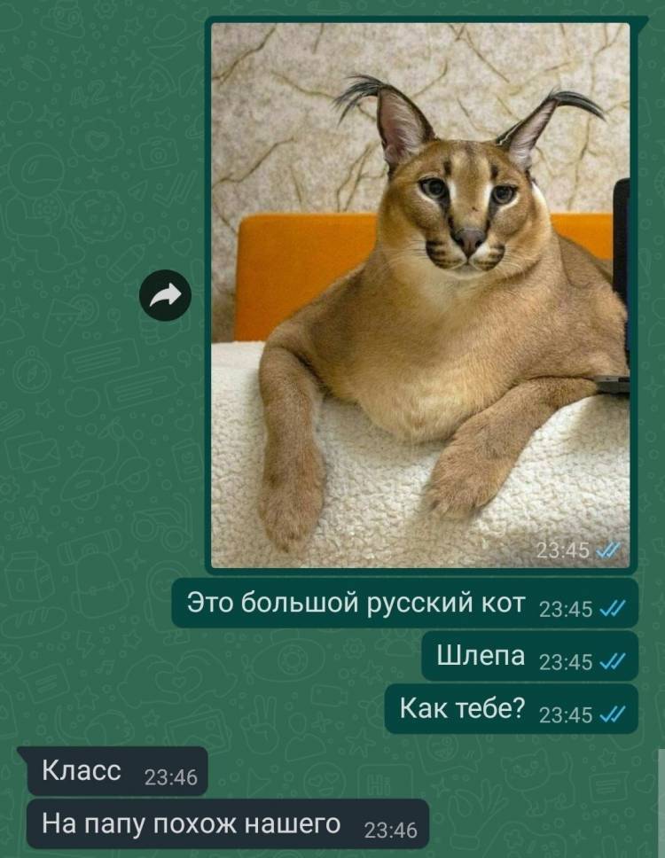 Мемы про шлепу русского кота 