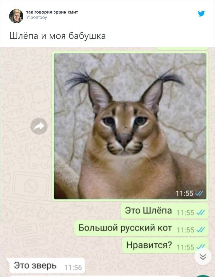 Мемы про шлепу русского кота 