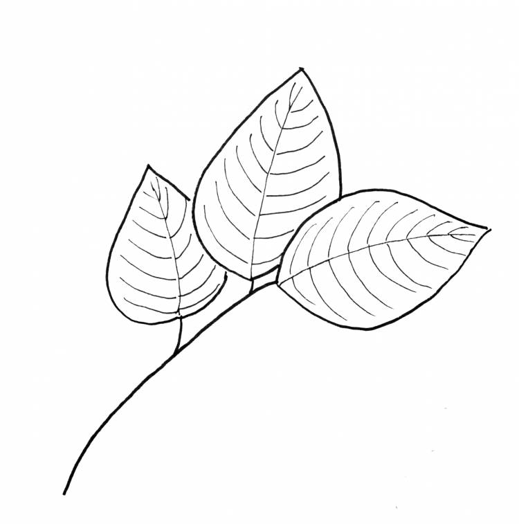 Листья для срисовки