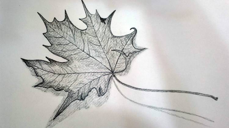 Листья для срисовки карандашом