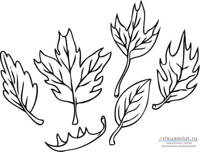 Рисунки осенних листьев карандашом 
