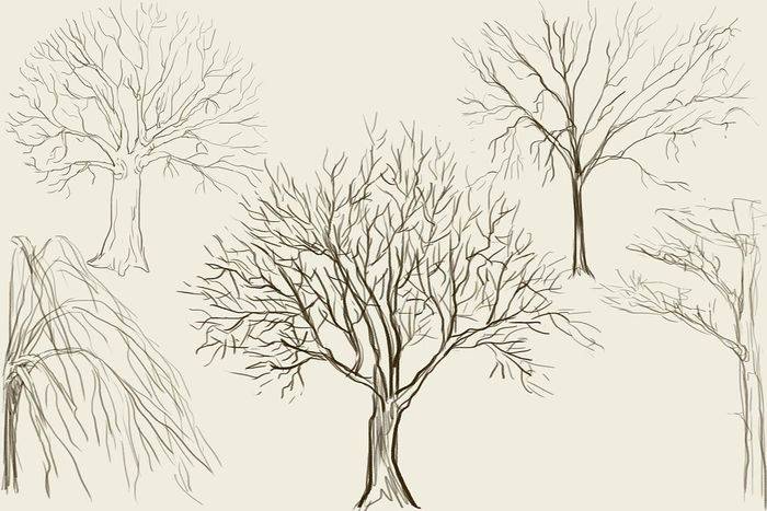 Картинки деревьев для срисовки карандашом