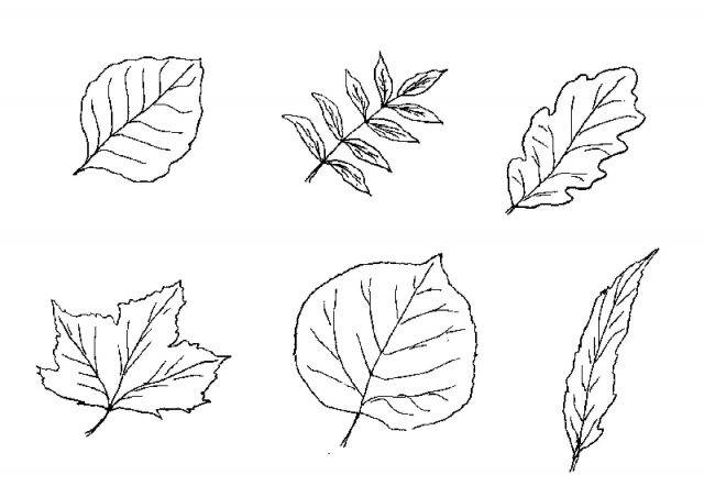 Рисунки карандашом листьев разных деревьев 