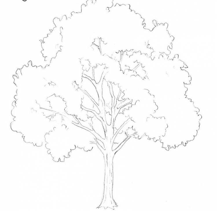 Рисунки деревьев для срисовки 