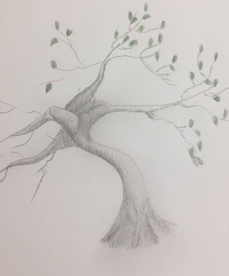 Дерево для срисовки