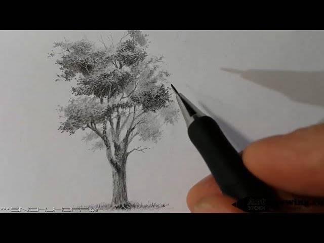 Рисуем дерево карандашом