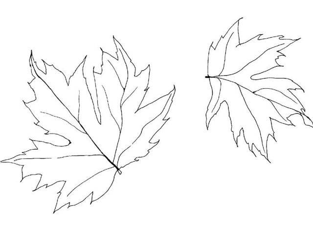 Рисунки карандашом листьев разных деревьев 