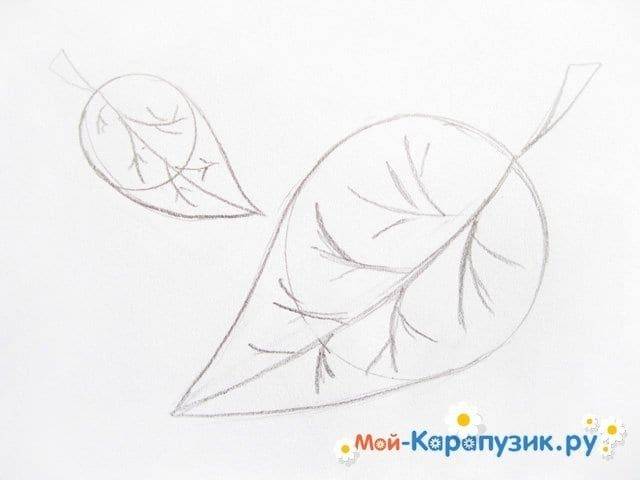 Как нарисовать листья поэтапно карандашом
