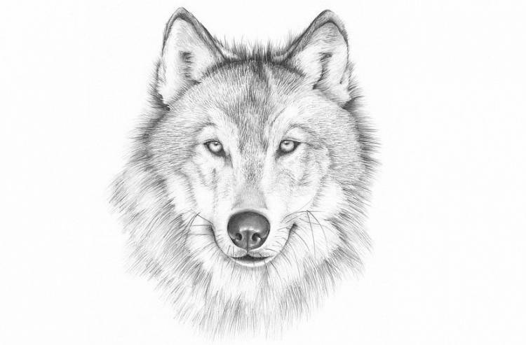 Рисунки волка для срисовки 