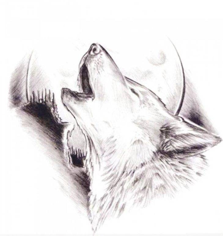 Волк для срисовки карандашом