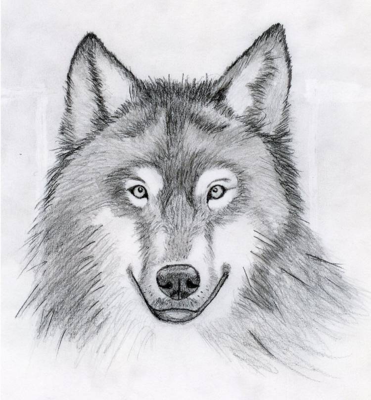 Создать мем волк рисунок карандашом, рисунки волков карандашом, волк карандашом для срисовки