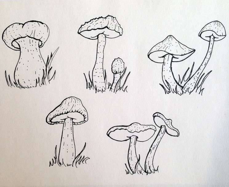 Рисунки для срисовки в скетчбук грибы