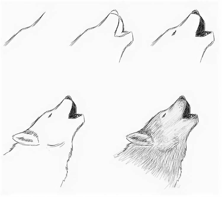 Волк рисунок карандашом легкий для начинающих 