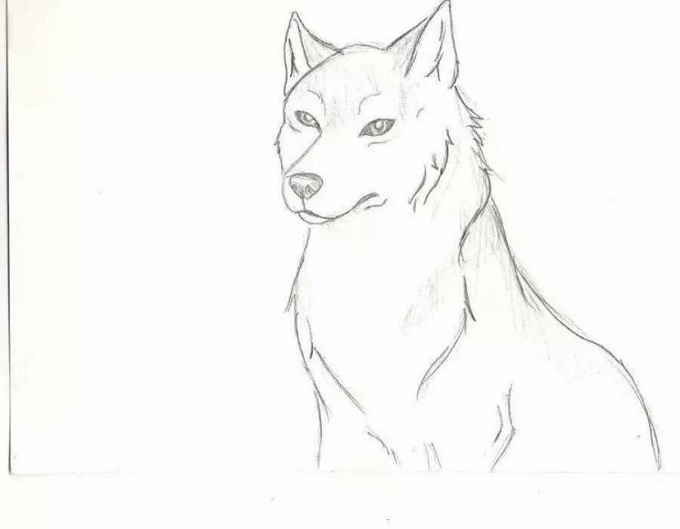 Рисунки волков легкие и красивые для начинающих 