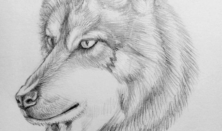 Как красиво нарисовать волка поэтапно карандашом