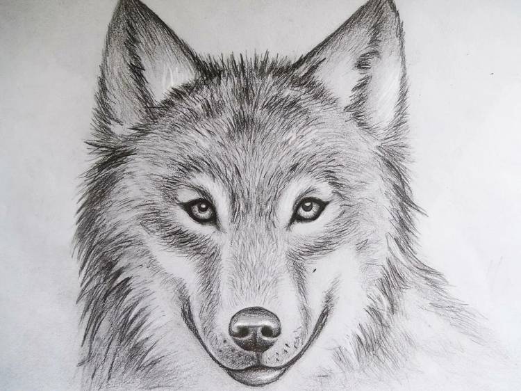 Простые рисунки волка для начинающих 