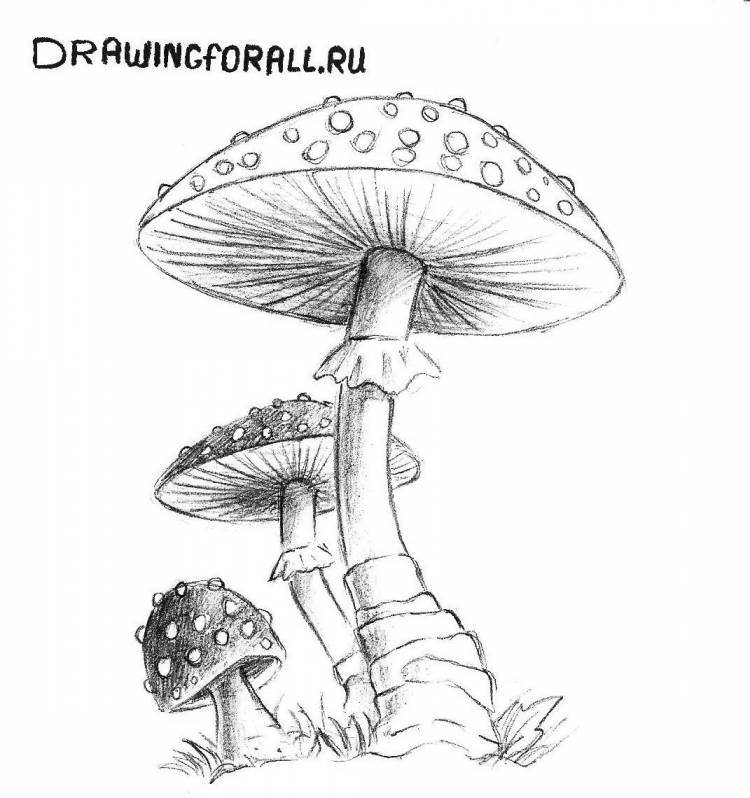 Легкие рисунки для срисовки грибочки