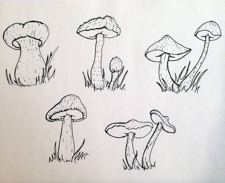 Рисунки грибов для срисовки