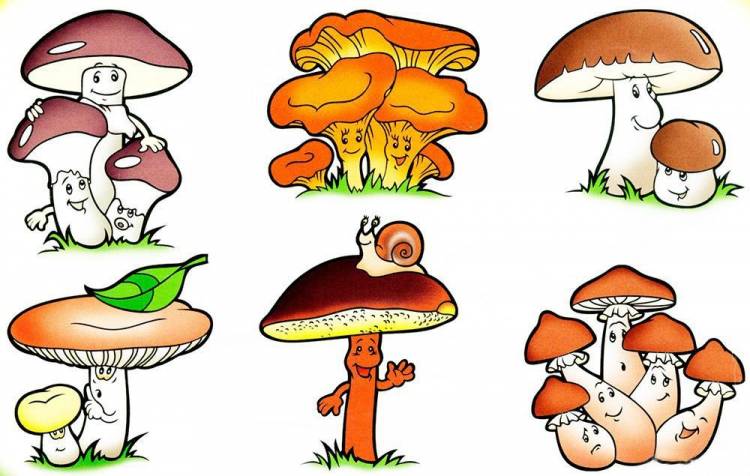 Рисунки грибов для срисовки 