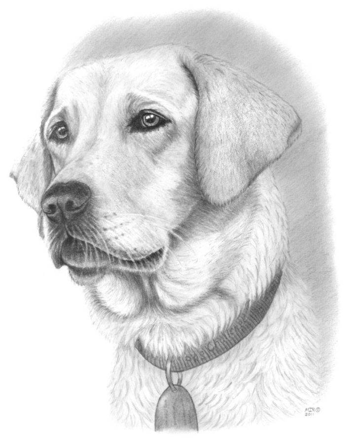 Рисунки для срисовки в скетчбук собак 