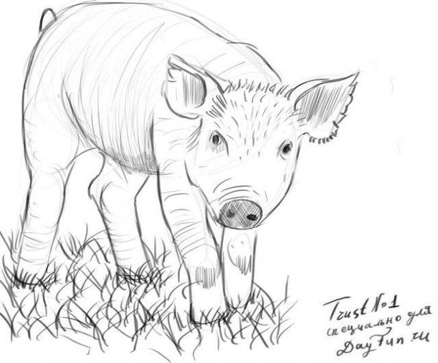 Рисунки карандашом свинка 