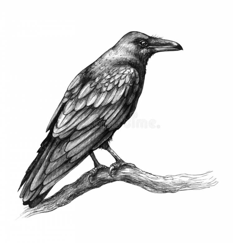 Рисунки карандашом ворона 