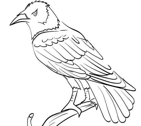 Рисунки ворона для срисовки 