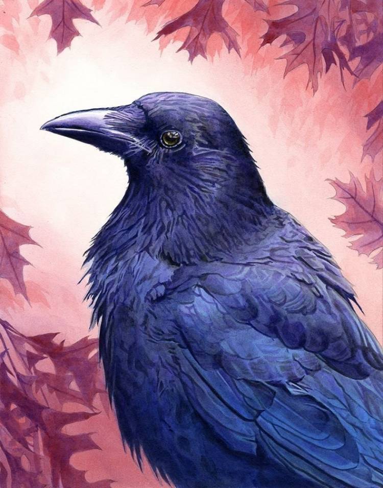 Картинки ворона 