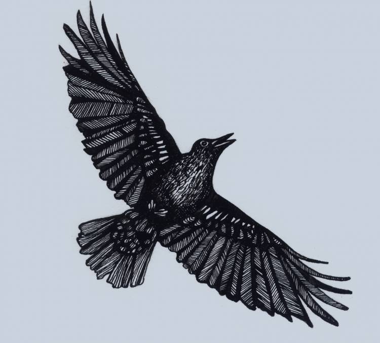 Летящий ворон рисунок