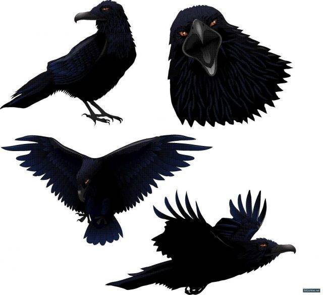 Рисунки карандашом ворона 
