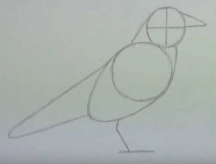 Как нарисовать ворону карандашом