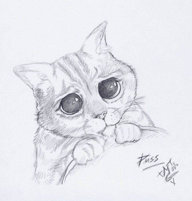 Рисунки котенка карандашом для срисовки 