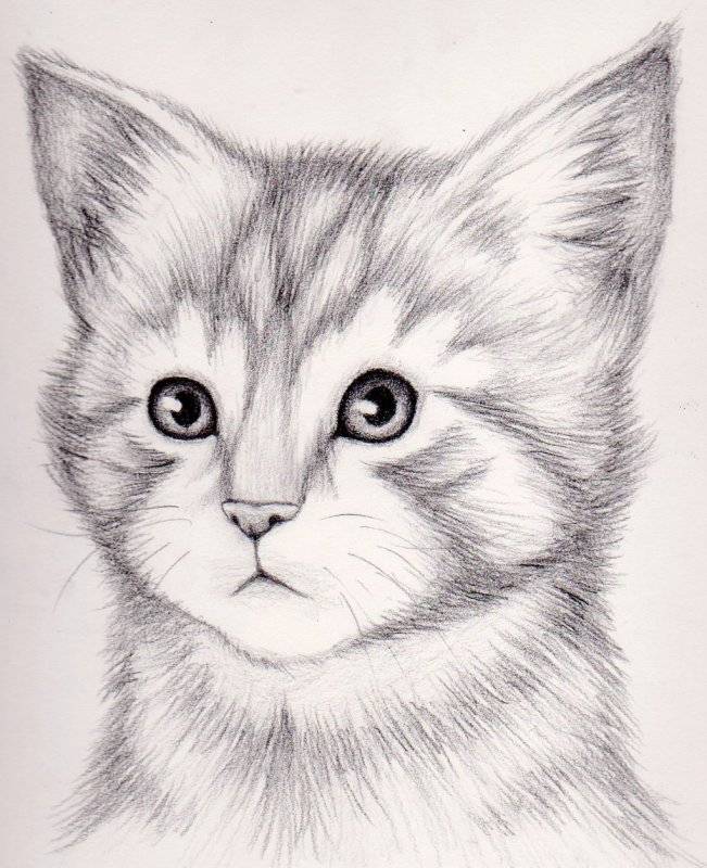 Фото нарисованной кошки 