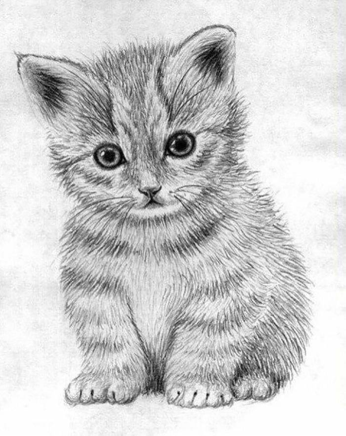 рисунков котов и котят карандашом для срисовки