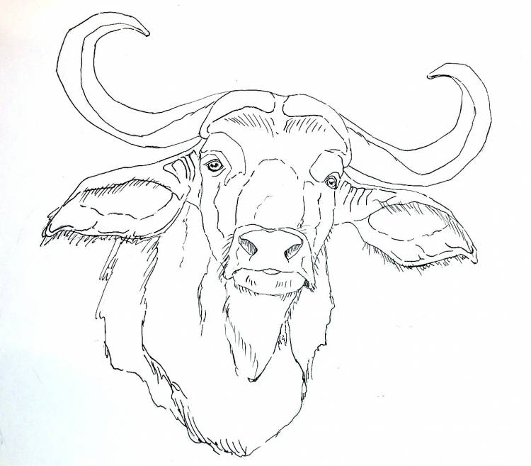 Рисунок быка карандашом для срисовки