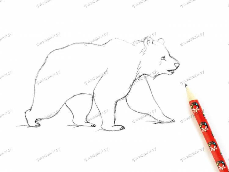 Как нарисовать медведя поэтапно