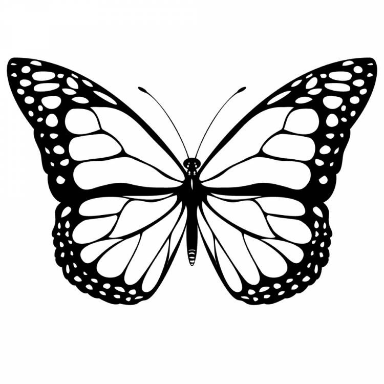 Бабочки рисунок шаблон