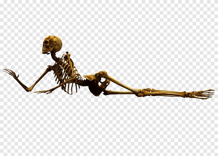 E S Bones II, лежащий человеческий скелет, png