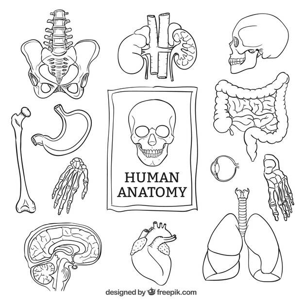 Анатомия рисунок