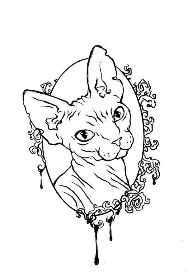 Раскраска кошка сфинкс