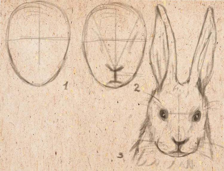 пропорции зайца
