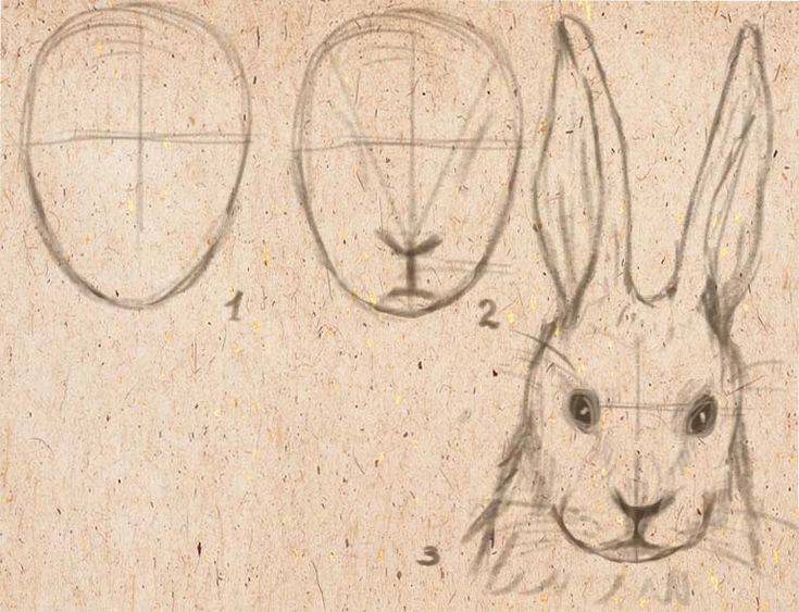 пропорции зайца