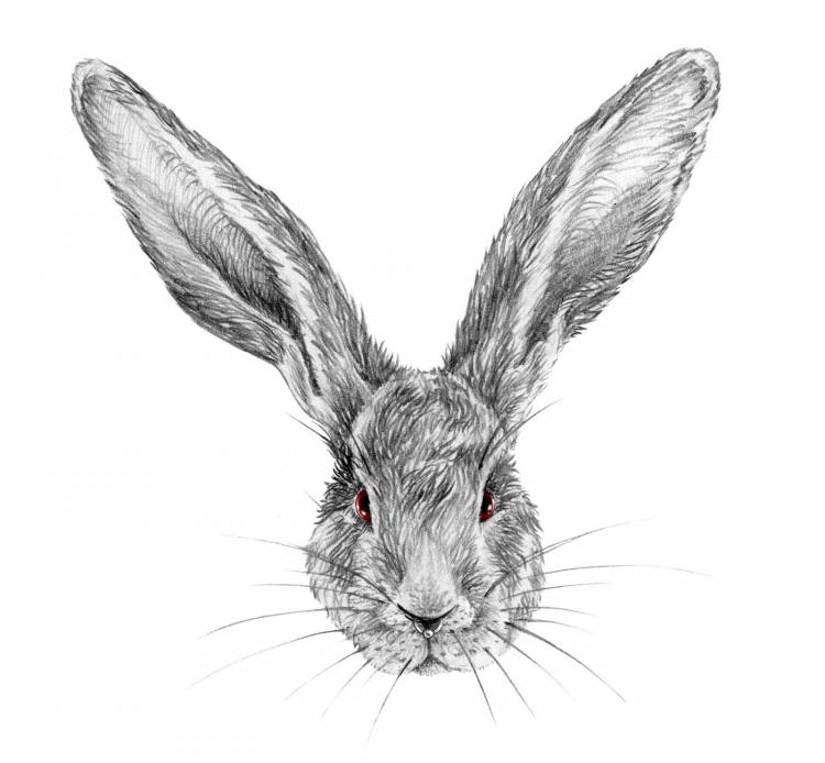 Голова зайца рисунок