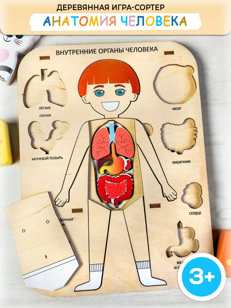 ГРАЙ Сортер для малышей деревянный, детская деревянная игра сортер Внутренние органы человека