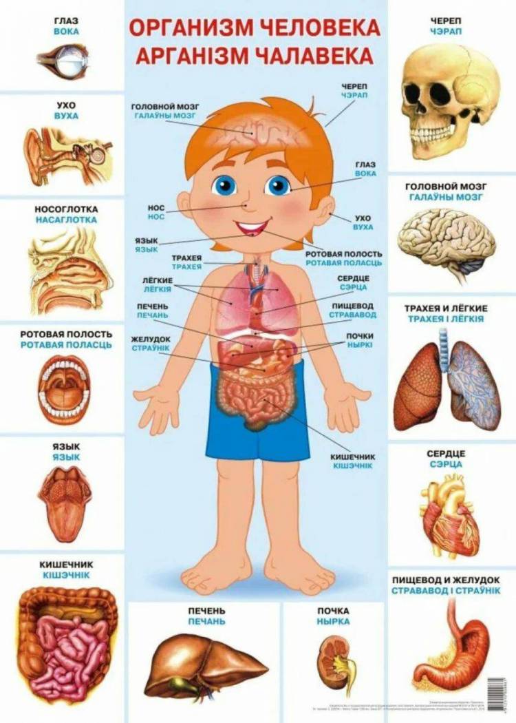 Картинки Внутренние органы человека для детей 