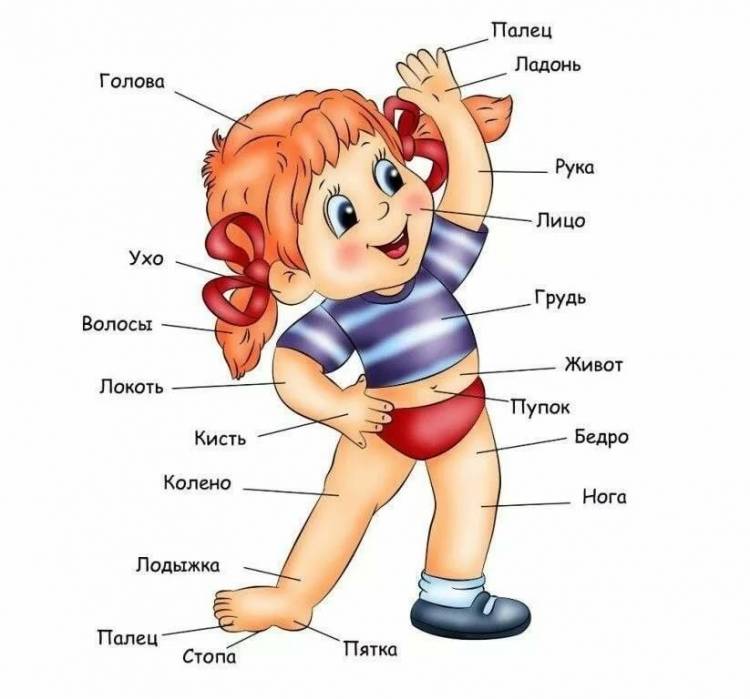 Анатомия человека для детей Как устроен человек, органы и части тела