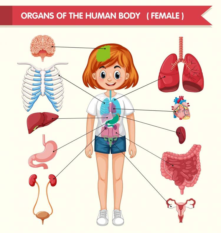 Органы человека картинки для детей